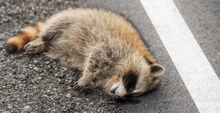 Roadkill